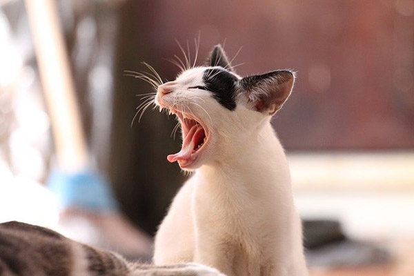Esto es lo que pasa si le das helado a tu gato