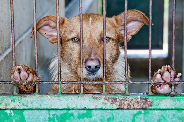 China inaugura festival de carne de perro pese a la pandemia