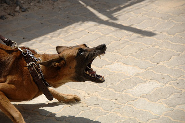 Perros atacan a ladrón cuando intentaba robar en un taller