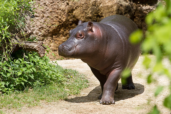 Una tierna bebé hipopótamo se toma un baño con su madre