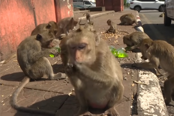 Macacos violentos se apoderan de una ciudad tailandesa