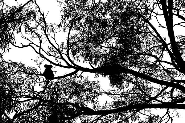 Los koalas corren el riesgo de desaparecer para el año 2050