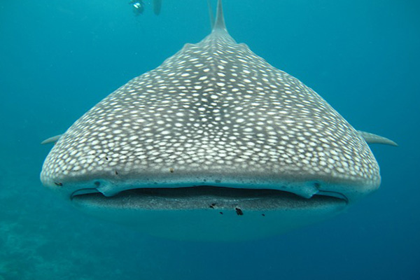 ¡Sorprendente! El tiburón ballena tiene dientes en los ojos
