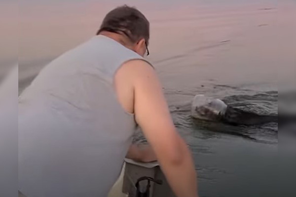 Salvan a un oso con la cabeza atrapada en un frasco de plástico