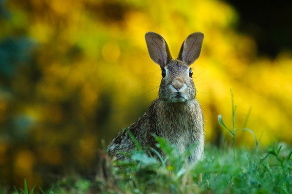Alertan por virus parecido al ébola que ataca a conejos en EU y México