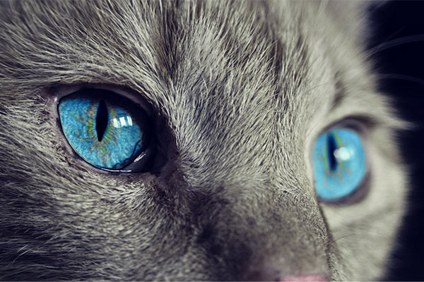 Rusia desarrolla vacuna contra el covid-19 para los animales