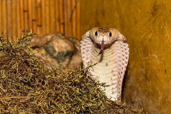 Un hombre descubre a una cobra en su gallinero y la obliga a devolver los huevos que se tragó
