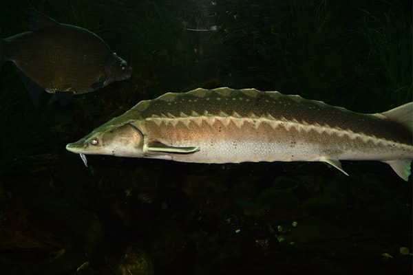 Crean por error híbrido de dos peces en peligro de extinción
