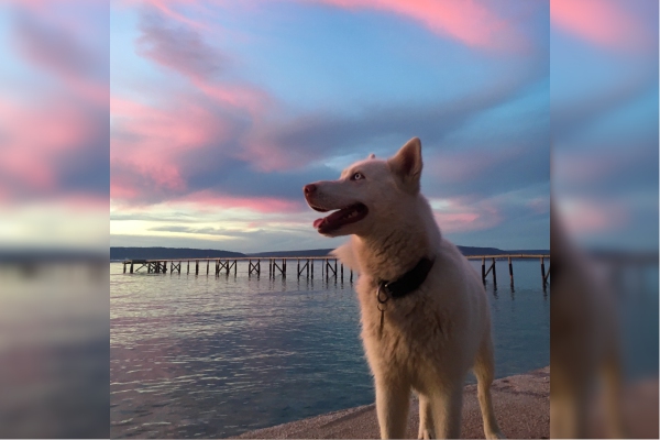Los perros ven el mundo en blanco y negro: ¿mito o realidad?
