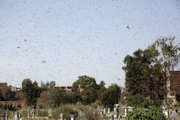 ¿Otra plaga? Uruguay en alerta roja ante invasión de langostas
