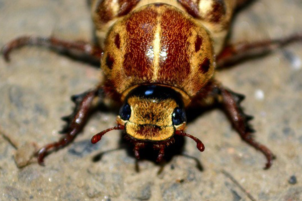Descubren cucaracha gigante en el fondo del mar
