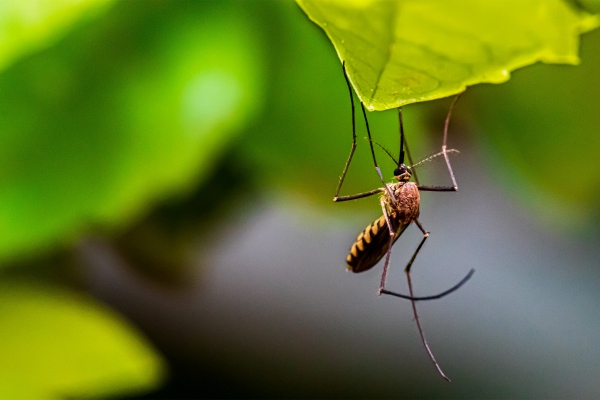 Así evolucionaron los mosquitos para perseguirnos