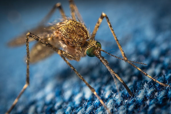Puede estar tranquilo: el mosquito no le contagiará el coronavirus