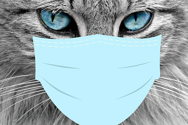 Gato doméstico infectado con coronavirus se recupera en Gran Bretaña