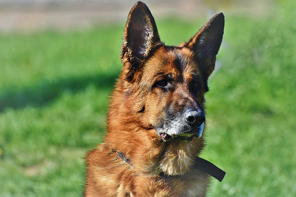 Fallece el primer perro diagnosticado con COVID-19 en Nueva York