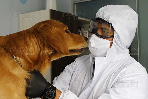 Gatos y perros están desarrollando anticuerpos contra COVID-19, ¿qué significa?