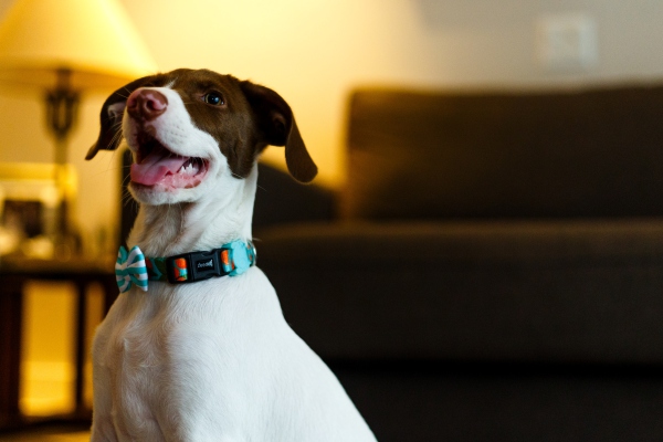 ¿Cómo aprenden los perros? La ciencia tiene novedades
