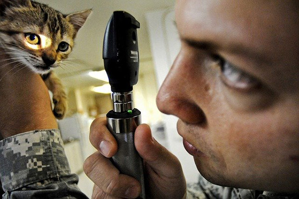 Datos curiosos de la Medicina Veterinaria, profesión ejercida por casi 80,000 mexicanos
