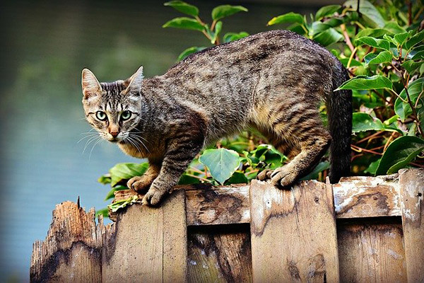 Un gato cae en la cabeza de un anciano y lo envía al hospital 23 días