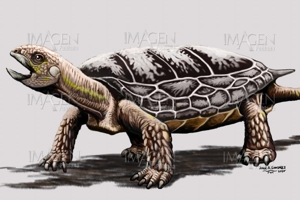 Hallan nueva especie de tortuga de 205 millones de años