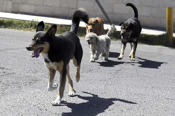 Abandono de mascotas, tendencia alarmante en México