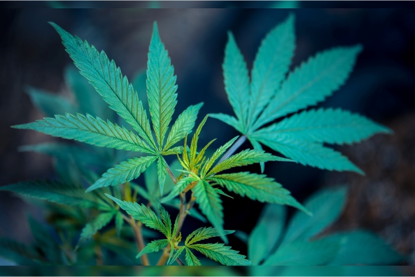AMLO adelanta que habrá reforma para uso medicinal de marihuana