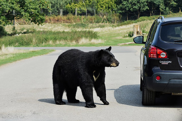 Con muchas ganas de trabajar: un oso entra a una oficina llena de trabajadores