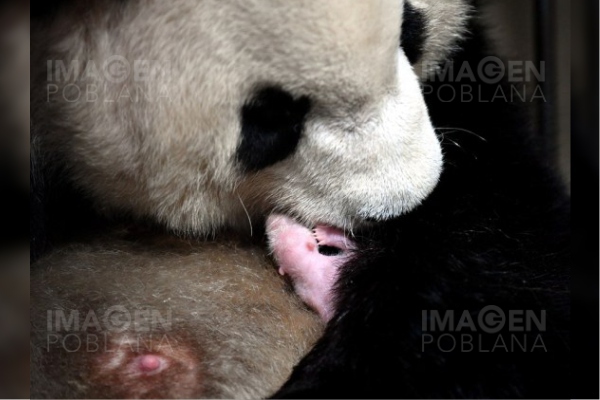 Nacen gemelas de oso panda en noroeste de China
