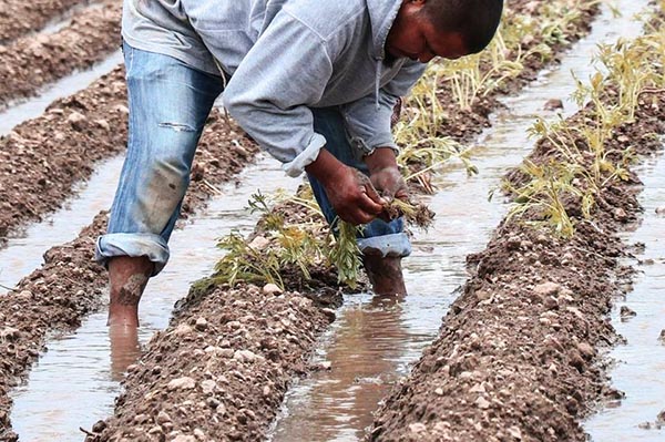 Más de 1500 productores inician siembra de flor de Cempasúchitl en Atlixco