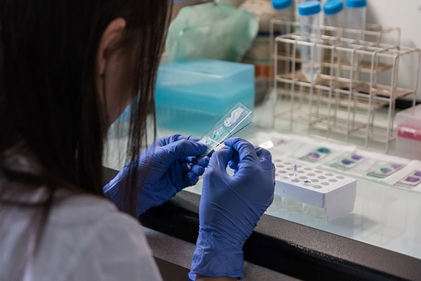 Vacuna contra COVID-19 producida con células de insecto será probada en humanos