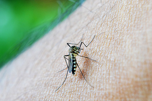 Repelente contra mosquitos puede atacar al COVID-19, según estudio