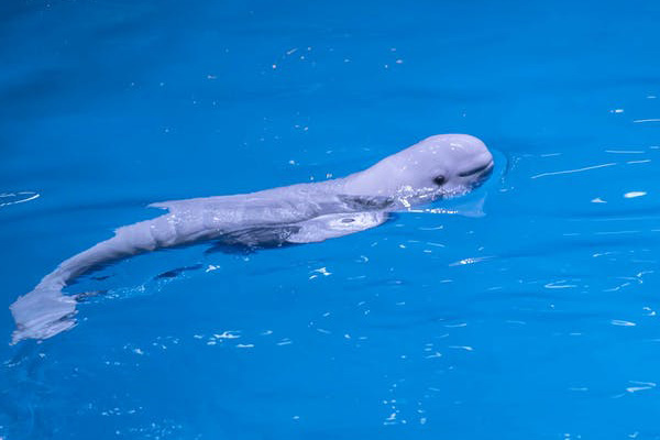 Captan en video el nacimiento de una cría de beluga