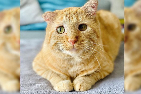 Mujer adopta al "gatito más triste" y se convierte en el más feliz del mundo