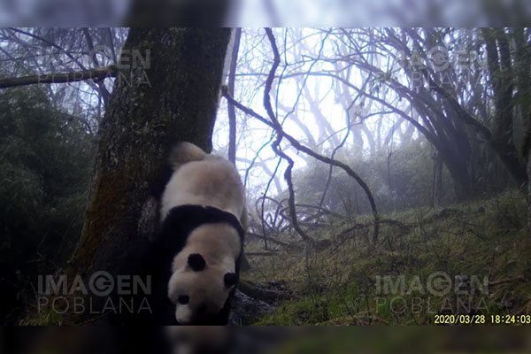 Capturan imágenes de pandas gigantes en rituales de cortejo