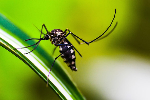 Mosquitos ya presentan resistencia al insecticida más reciente contra la malaria