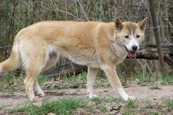 Avistan una raza de perros cantores que se creía extinta en estado salvaje