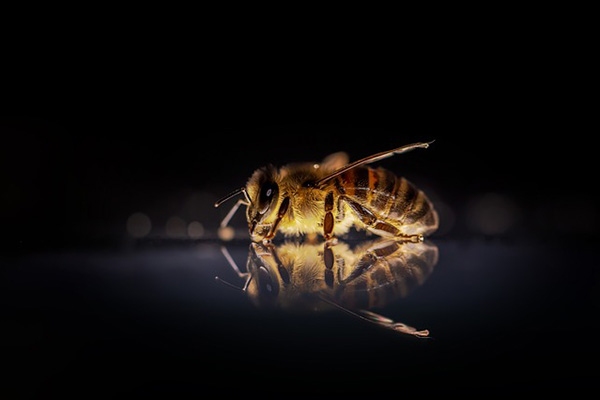 Veneno de abeja puede matar células del cáncer de mama en minutos, afirma estudio