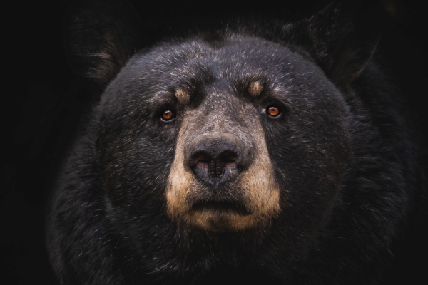 Una mujer alimenta a un oso “amigable” con sus propias manos