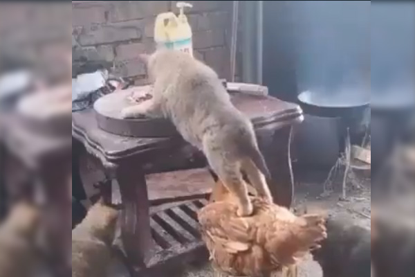 Un perro y un gallo se vuelven cómplices al robar comida