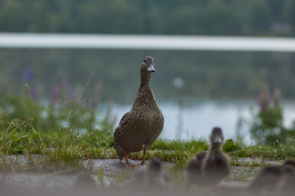 Una mamá pato pierde a sus patitos en una alcantarilla
