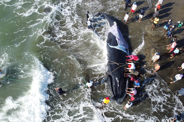 Más de 30 personas logran regresar al mar a una ballena encallada