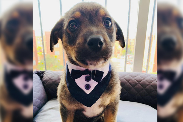 Dejan "vestido y alborotado" a perrito en día de su adopción