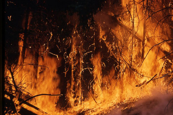 Temporada de incendios en California: el peor año de todos