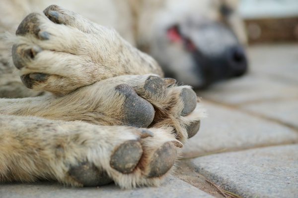 Muerte de una mascota puede afectar severamente salud mental de niños