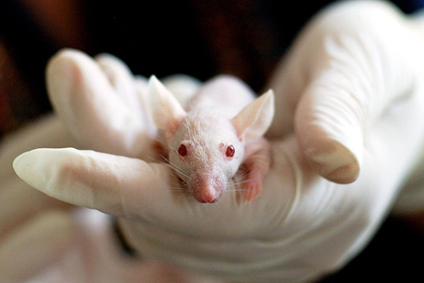 Encuentran sección microscópica de anticuerpo capaz de prevenir y tratar COVID-19