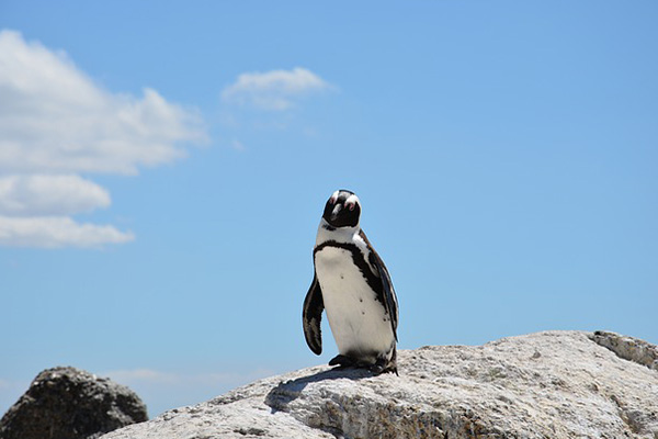 Encuentran un pingüino muerto en playa de Brasil tras ingerir cubrebocas