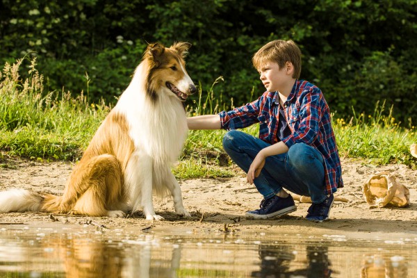 Lassie el perro más famoso del mundo regresa a las pantallas