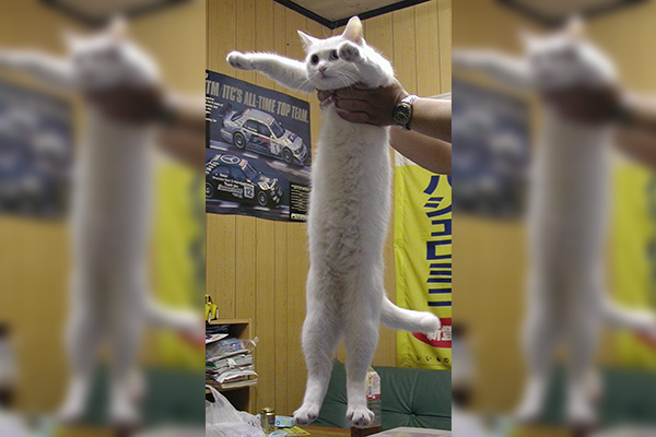 Muere a los 18 años el popular "gato largo" de los memes
