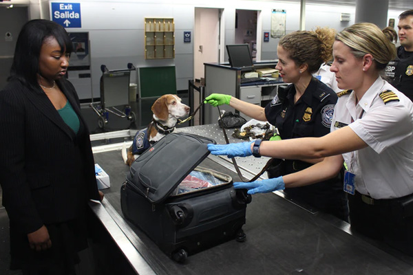 Aeropuerto de Finlandia implementa perros para detectar COVID-19 en pasajeros