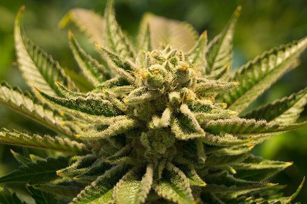 Policías confiscan 160 kilos de marihuana y la venden en el mercado negro